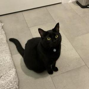 Lost Cat Bonkers