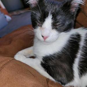 Lost Cat Moco