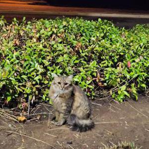 Image of Queen Elizabeth, Lost Cat