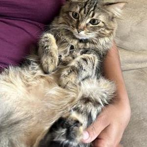 Image of Gold, Lost Cat
