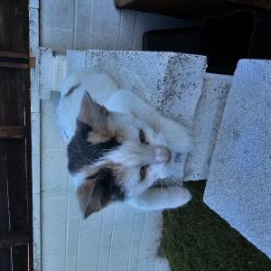Image of Kiddy, Lost Cat