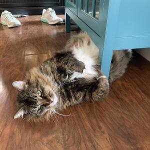 Lost Cat Boferd