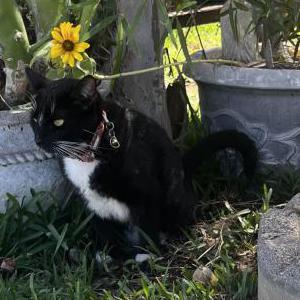 Image of Kiki / Kik, Lost Cat