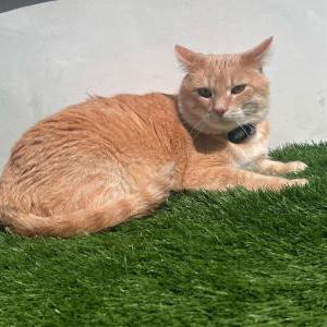 Image of Kush, Lost Cat