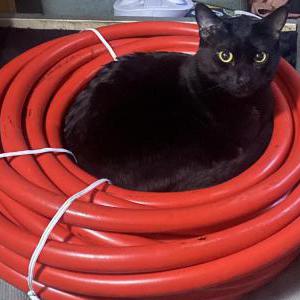 Lost Cat Bubbas