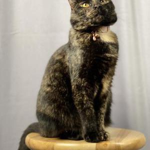 Lost 2 NALA (GA)