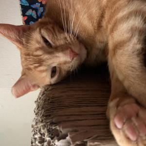 Lost Cat Juice