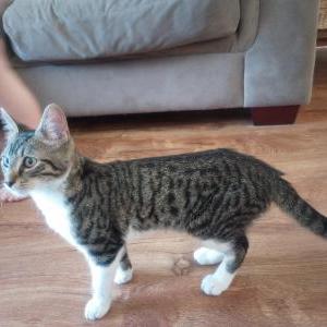 Image of Unknown, Found Cat