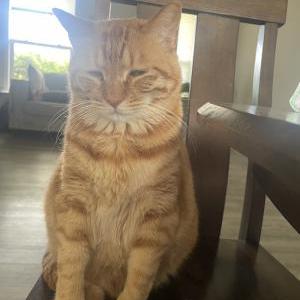 Image of WUMAO, Lost Cat