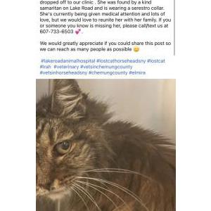 Found Cat Unknown