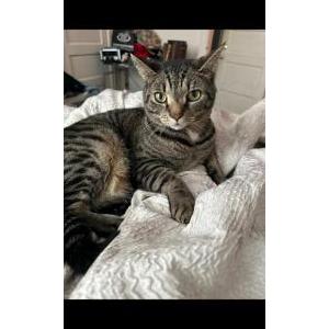 Lost Cat Ziggy