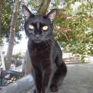 Lost 2 Chloe Z (CA)