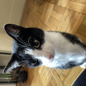 Lost 2 Boba (NY)