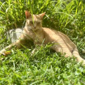 Lost Cat Marley