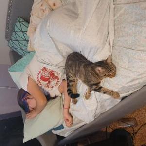Lost Cat Coco