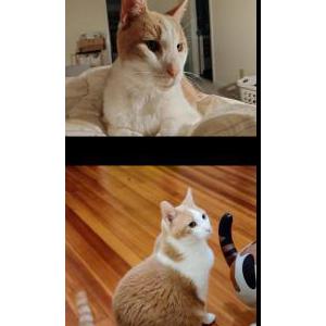 Image of Chewie, Lost Cat
