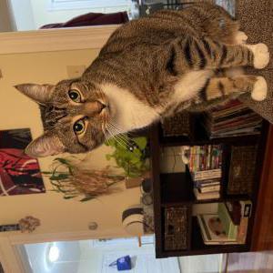 Image of Chip, Lost Cat