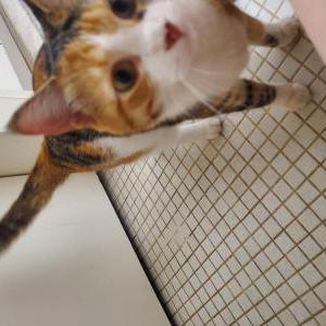 Found Cat Unknown
