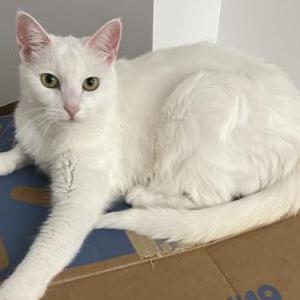 Image of Money, Lost Cat