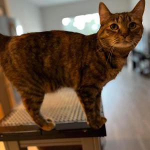 Image of Kali, Lost Cat