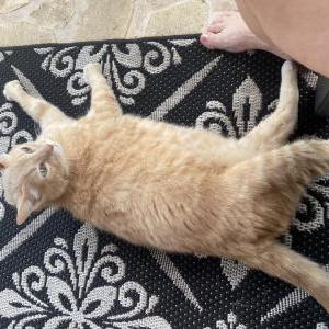 Image of Chunk, Lost Cat