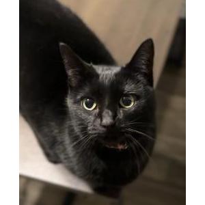 Image of Bear, Lost Cat