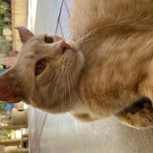 Lost Cat Jelly