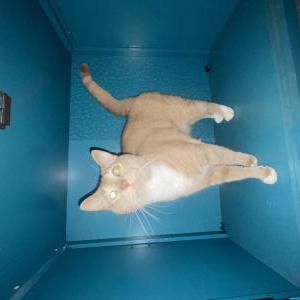 Image of Kittles, Lost Cat