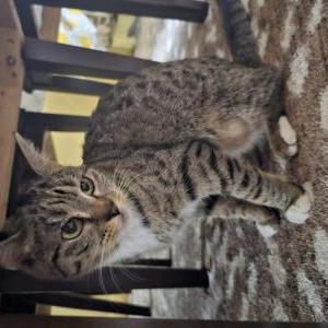 Image of Unknown, Found Cat