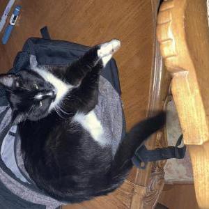 Lost Cat Olive