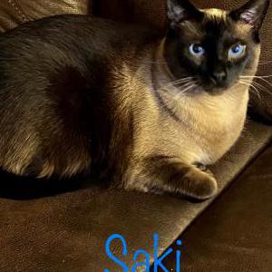 Lost Cat Saki