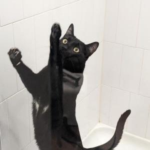 Image of Onyx, Lost Cat