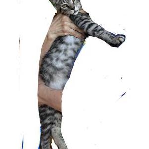 Image of newt/zippy, Lost Cat