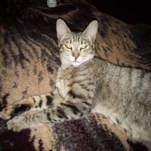 Image of Millie, Lost Cat