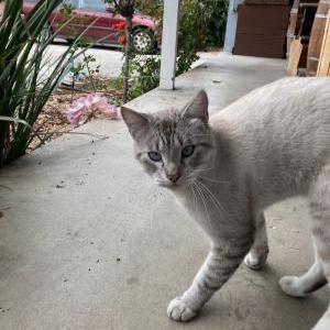 Image of Unknown, Found Cat