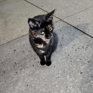 Image of Unknown, Found Cat