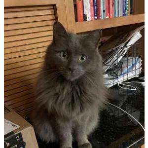 Image of Smokey, Lost Cat