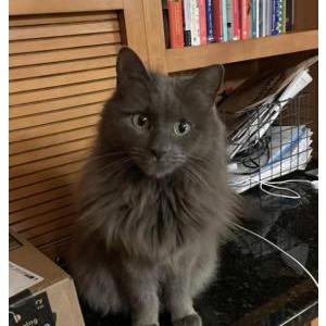 Lost Cat Smokey