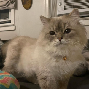 Image of Light, Lost Cat