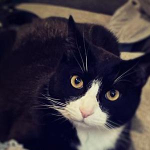 Lost Cat Aladdin