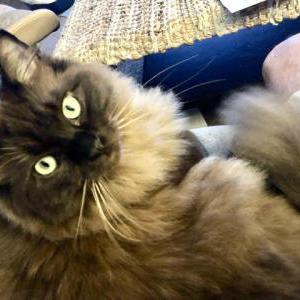 Lost Cat Coco