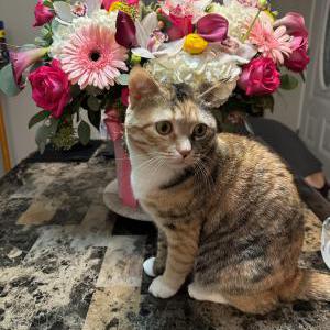 Image of Luna, Lost Cat