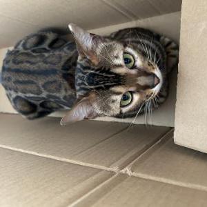Lost Cat Priya
