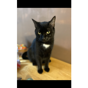 Lost Cat Winky