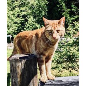 Lost 2 Buddy (WA)