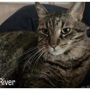 Image of River, Lost Cat