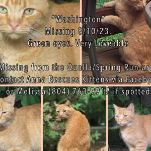 Image of Washington, Lost Cat
