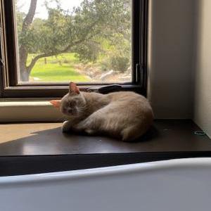Lost 2 Princess Barretto (TX)