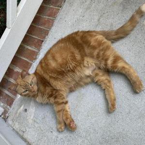 Lost 2 Apricat (NC)