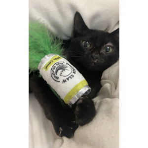 Lost Cat Poe